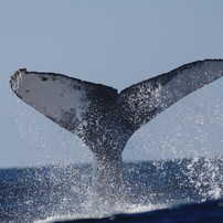 クジラの写真 画像 写真集 写真共有サイト Photohito