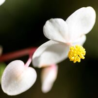 寺家ふるさと村1