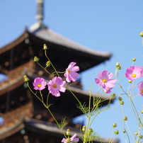 備中国分寺 2013秋