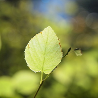 赤塚植物園／東京都板橋区　（２０１３・秋）