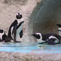 PENTAX(ペンタックス)のデジタルカメラOptio 555 で撮影した写真(画像