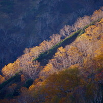 栂池自然園の秋