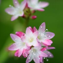 「寺家ふるさと村」の花たち9