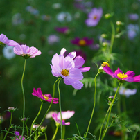 Flowers streaming in wind   Take１