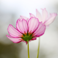 秋桜