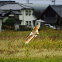 朱鷺の着地連写