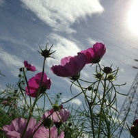 photo_2862245