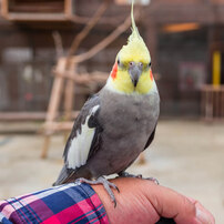 神戸花鳥園