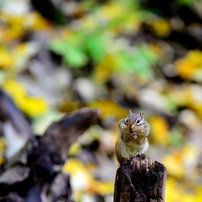 シマリスの写真(画像)・写真集 - 写真共有サイト:PHOTOHITO
