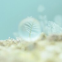 小春日和