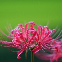 夕暮れ時の彼岸花