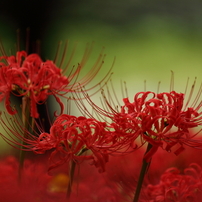 天空の花 曼珠沙華　2013