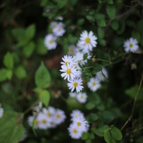 秋の野花　野菊３