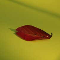 車をキャンパスに