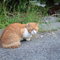 のらぬこ