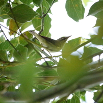 職場近くで見かけた鳥③