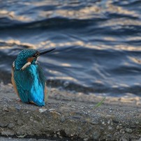 一眼でカワセミ　最初の20枚