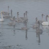 晩秋　水辺の鳥たち