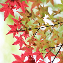 11月の公園