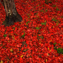 ”beautifuljapan「紅」201３11