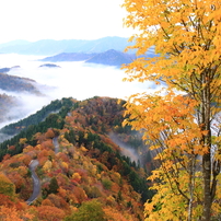 紅葉と雲海