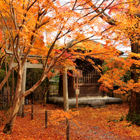 京都の染め葉