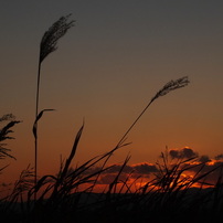 ・紅い夕焼　と　すすき・