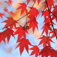 紅色のもみじと青空のコラボレーション