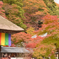 2013 永源寺紅葉