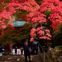結願の紅葉