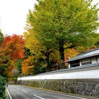 雷山千如寺の紅葉