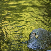 菊池渓谷　秋の色