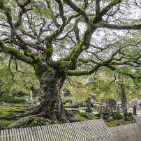 樹齢5-600年の椛