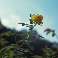 花フェスタ記念公園