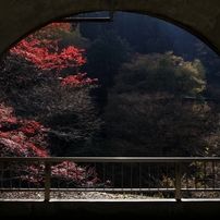 花＆風景・秋