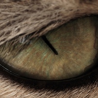ねこ