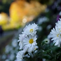 お花