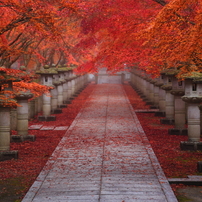 朝霧の参道