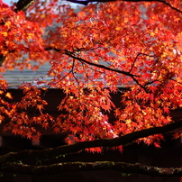 和のいろ、「紅」