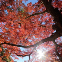 紅萌え