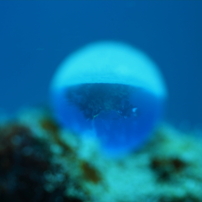 白浜のダイバー