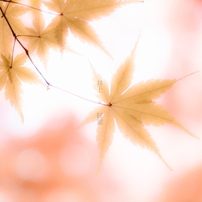 秋