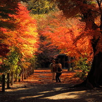 平林寺の秋