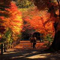 2013年の秋＠平林寺