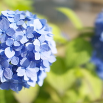 紫陽花