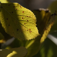SIGMA(シグマ)のレンズ APO MACRO 180mm F3.5 EX DG/HSM (ﾐﾉﾙﾀ AF) で