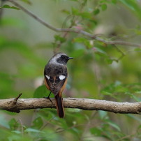 2014 冬鳥たち