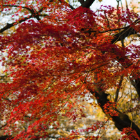 vermillion