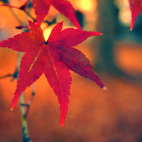 紅葉20