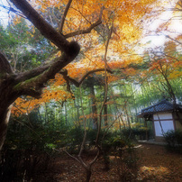 晩秋悲恋寺